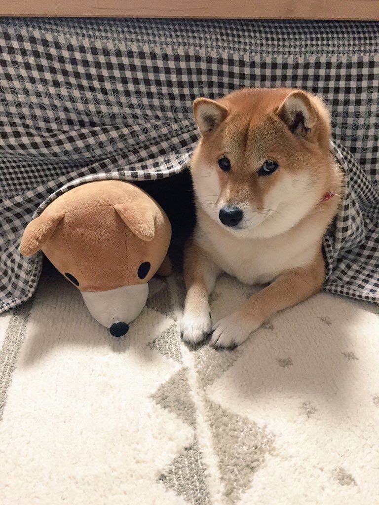 Doge Kotatsu