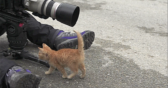 Iwago Mitsuaki Cat Photographer