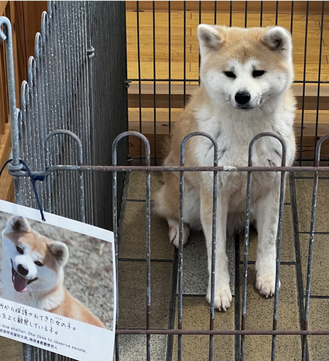 Akita Prefecture Is Famous For Akita Dogs!