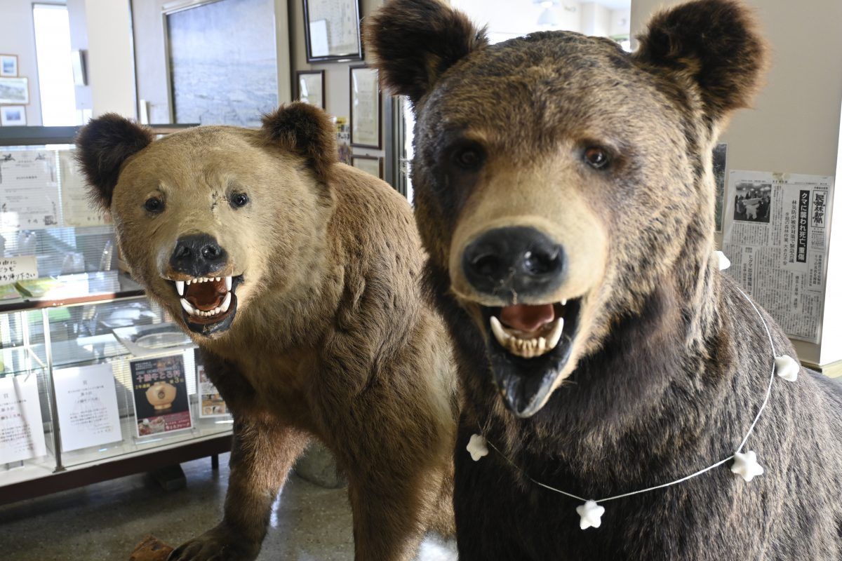 Hokkaido Has Scary Bears